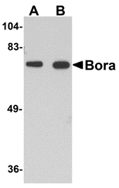 Antibody product image